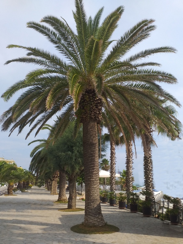 Phoenix canariensis / Palma delle Canarie